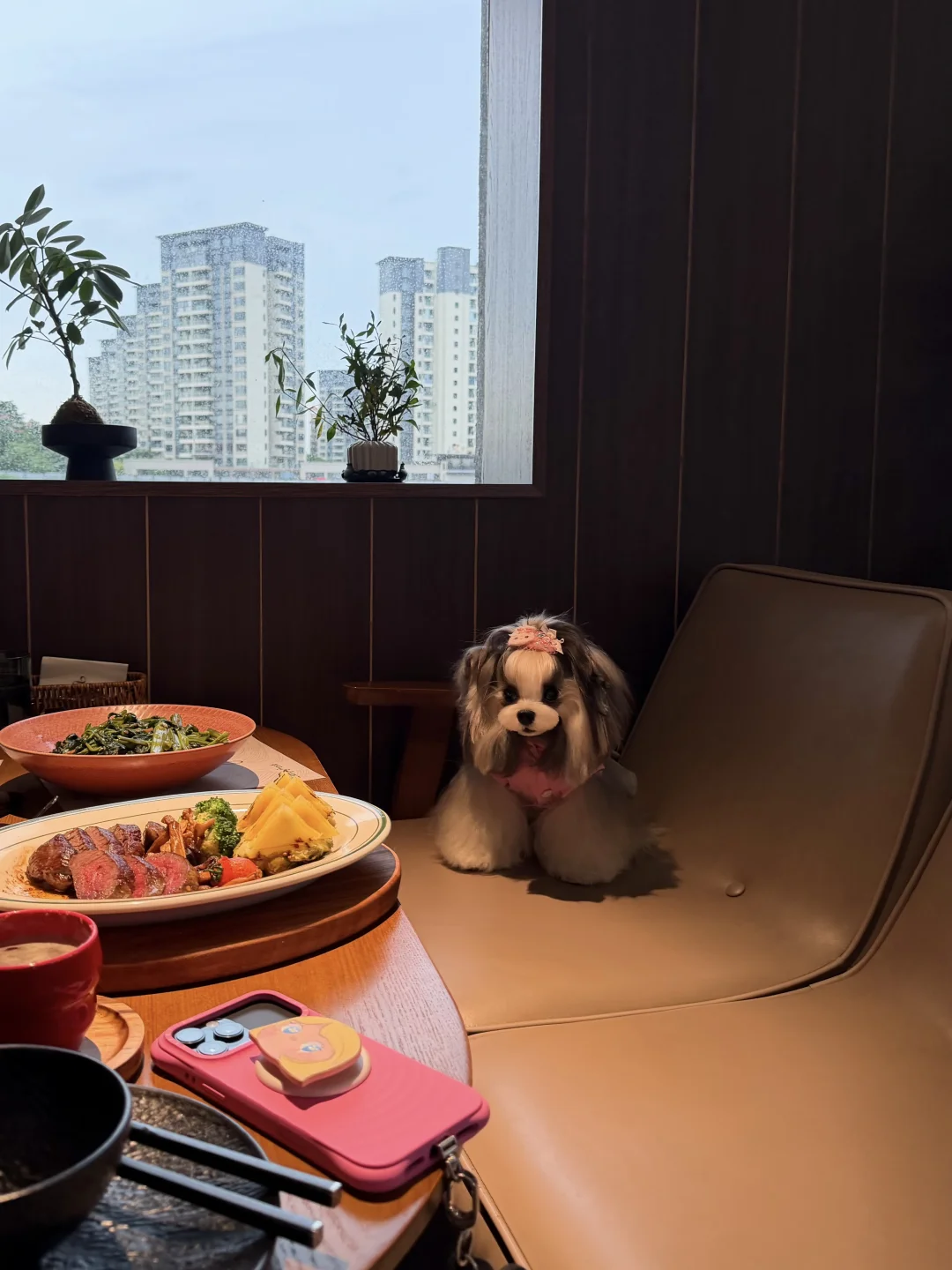小狗不能上桌吃饭