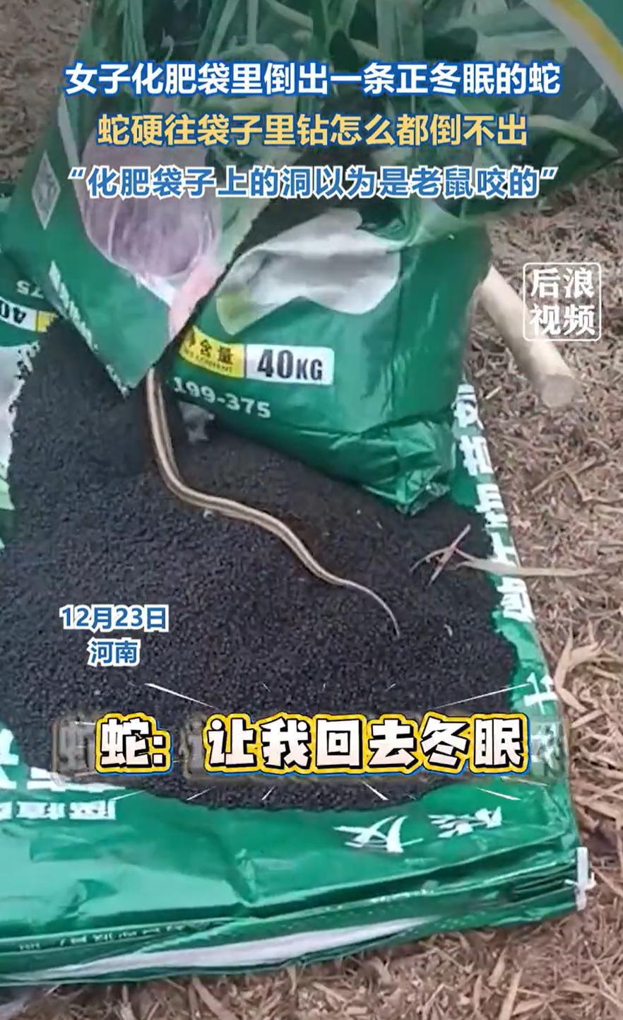 河南，女子去地里干活，打算给庄稼撒化肥。她扛起一袋化肥，正要拆开往地里撒，眼睛往