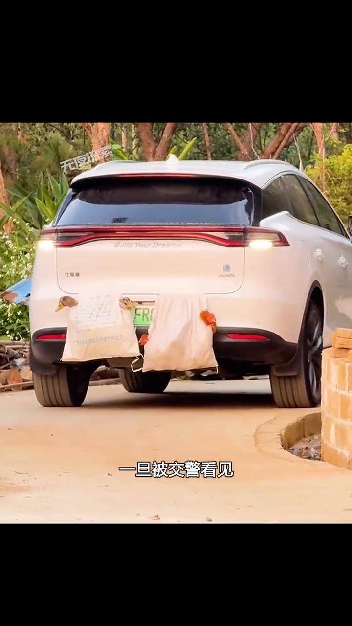 携带年货。原来返程路上鸡是这样被挂在车尾的，用后备箱压住麻袋就能很轻松的将它挂