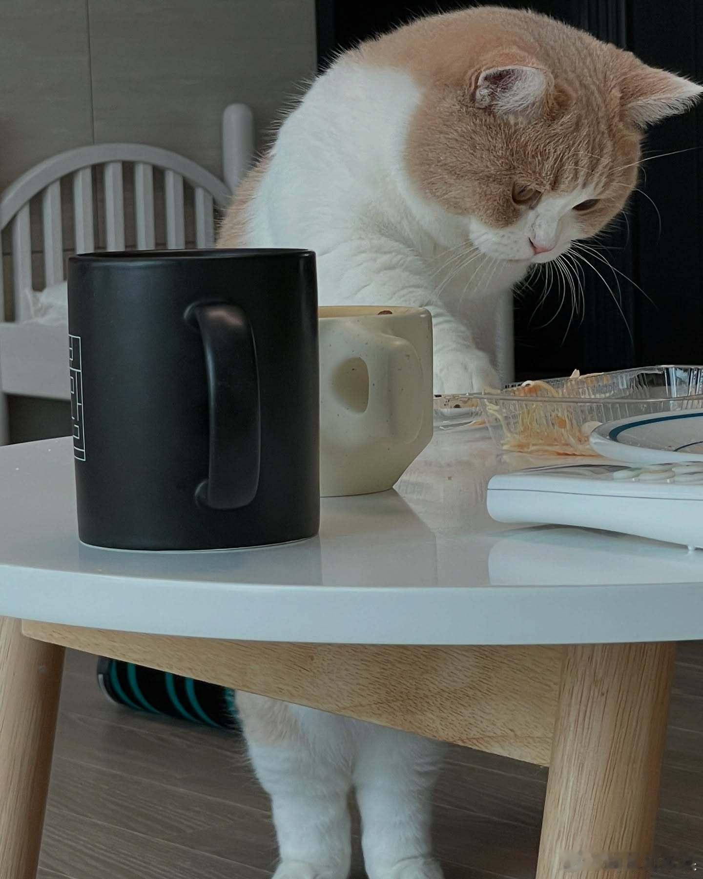 站起来偷吃的小猫咪，萌翻了🫠cr：lawoori​​​