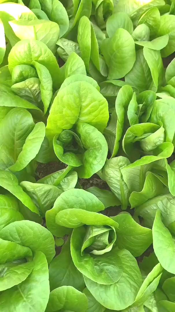 千万不要再用杀虫剂了，学会这个不花钱的青菜防虫小妙招，让蔬菜一个虫子也不生。配
