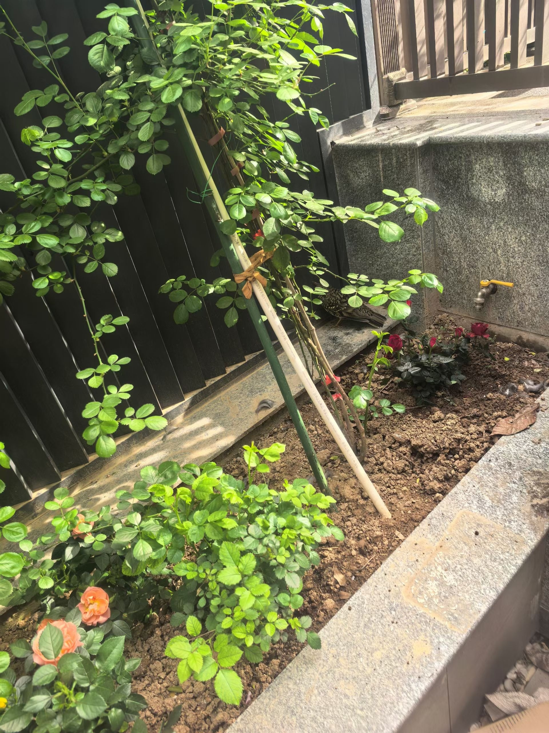 厨房里的访客一只鸟儿飞进了厨房，然后——撞在了窗户上。“砰”的一声轻响，它像一片