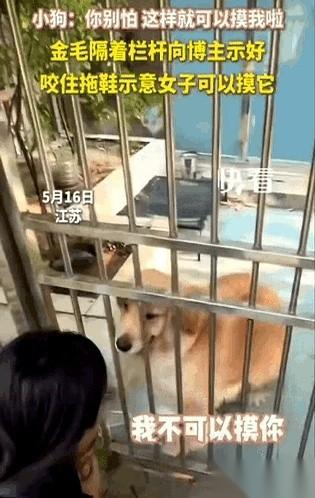 “我不可以摸你，我怕你咬我。”就这一句话，那个隔着栅栏、尾巴摇成风火轮的金毛，