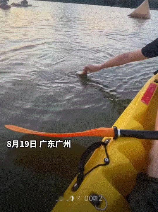 万万没有想到，广州一男子与女友在白云湖公园划桨板，本是想着游山玩水一番，结果没想