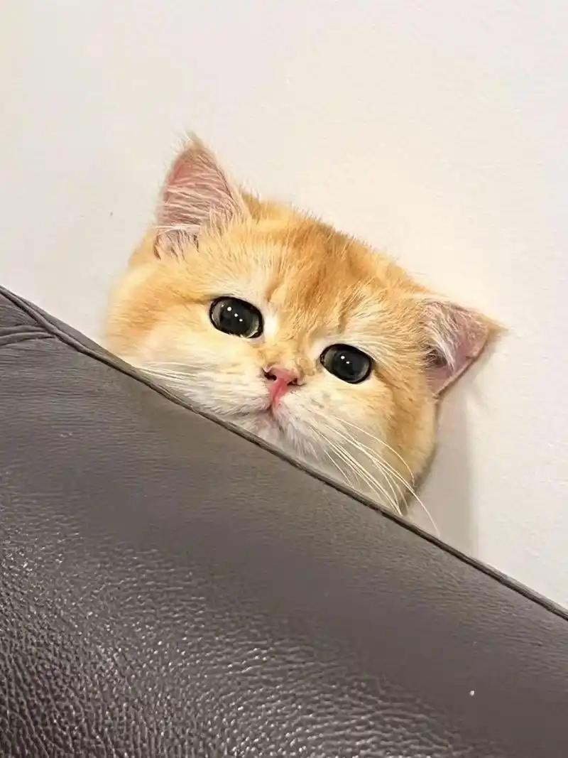 为什么一只名叫豆豆的猫咪成了网红？因为它每天要在山上和游客之间上演“捉迷藏”。