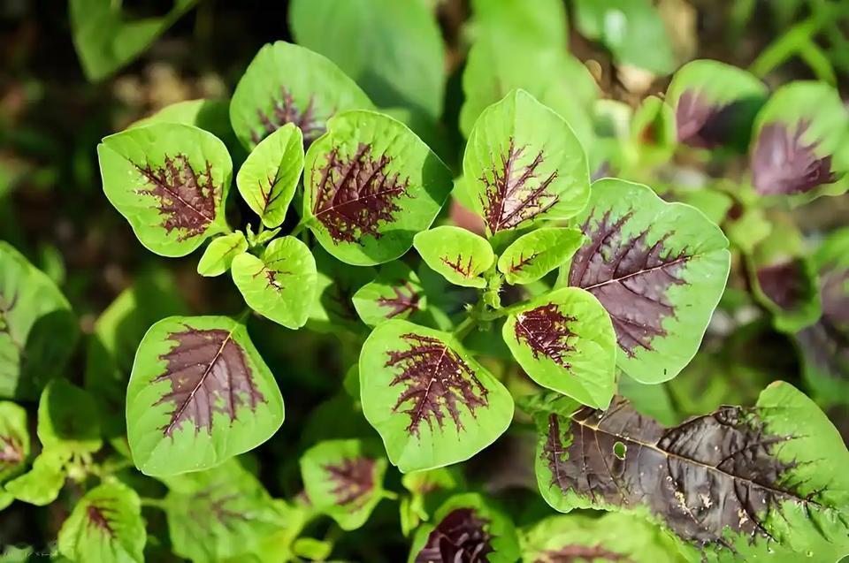 6月必吃“强肝菜”！清肝火、助睡眠，鲜嫩营养高，现在吃正当季您有没有这样的困