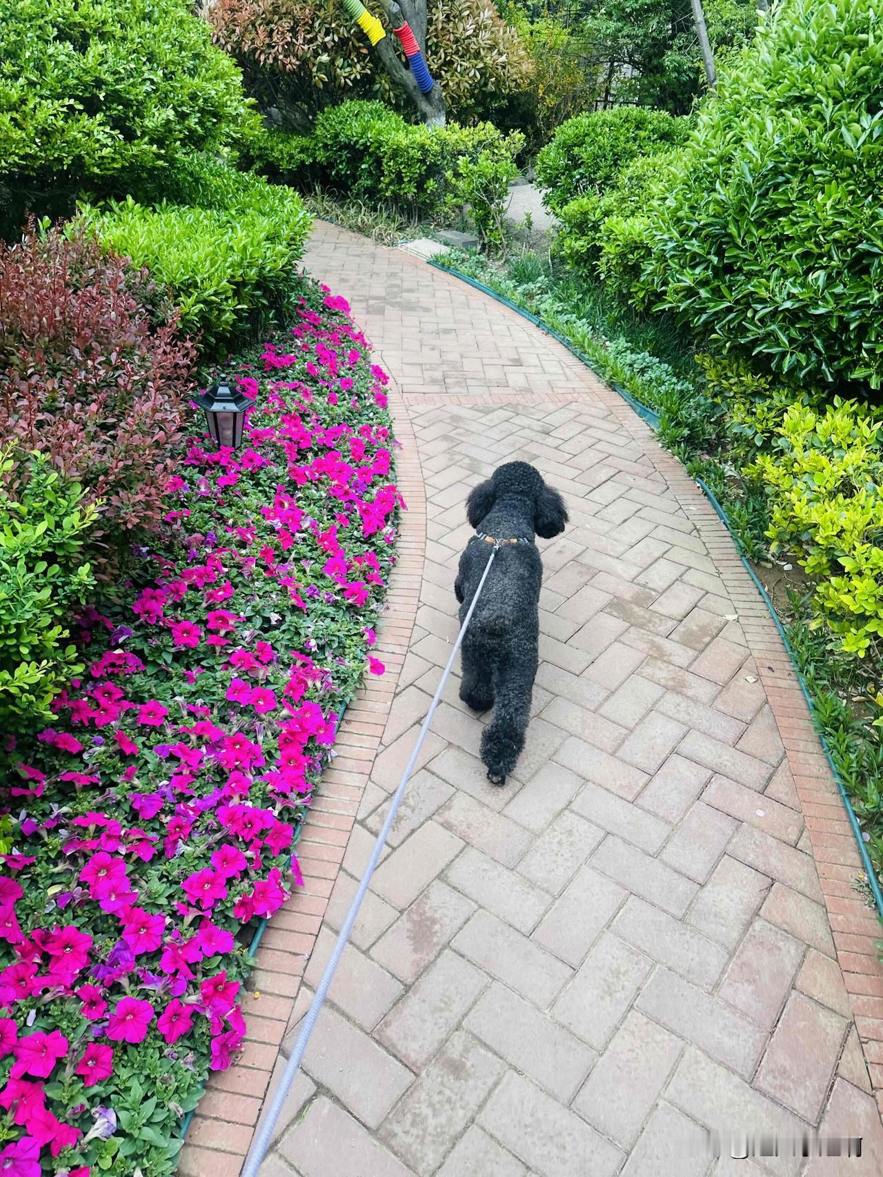 六点就被狗吵醒了。穿上衣服绑上狗绳在小区院子里溜达了一圈。这院子里遛狗的越来