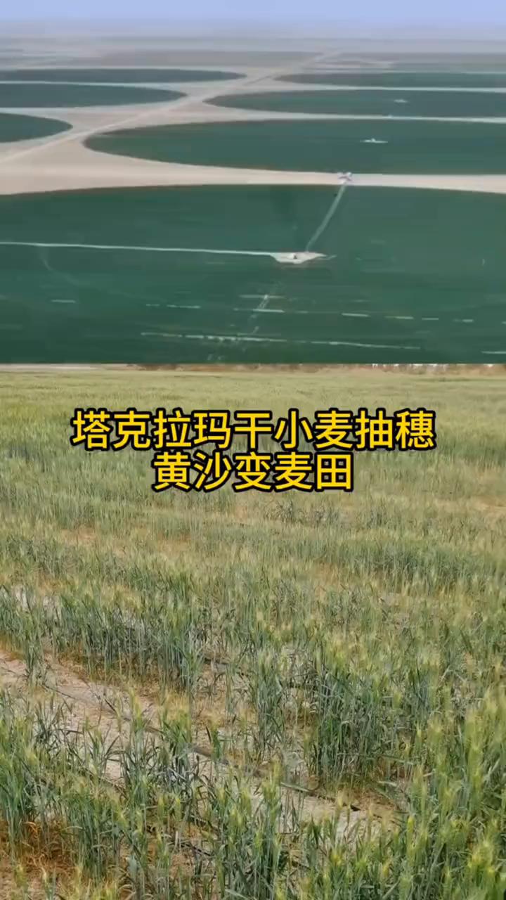 塔克拉玛干小麦抽穗，黄沙变麦田。大家看，这是塔克拉玛干沙漠种出来的小麦，这种小