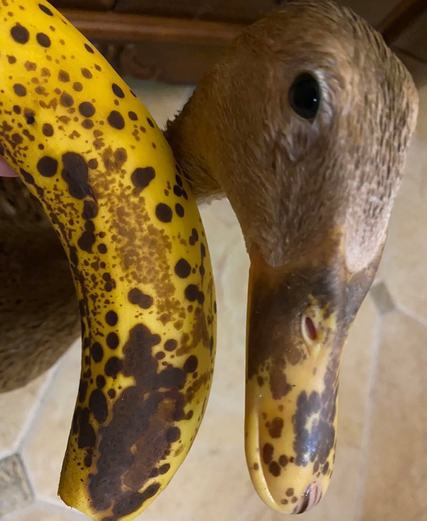 🍌：你礼貌吗？我请问😑​​​