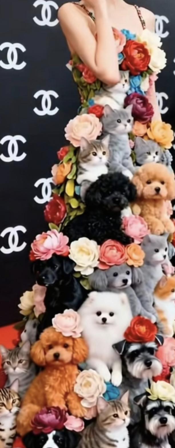 狗子裙子穿一身