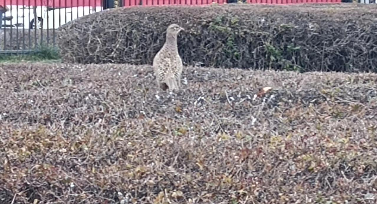 我曾经断言，随着放开生育，每一家都不缺男孩了。许多不合理现象都会回归传统。没有想
