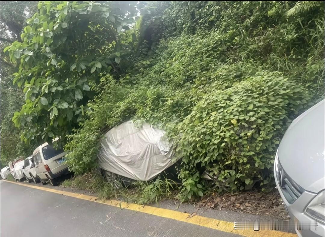 国庆长假了，广东打工的老少爷们也该把车启动一下了，都长草了[捂脸哭]国庆一年