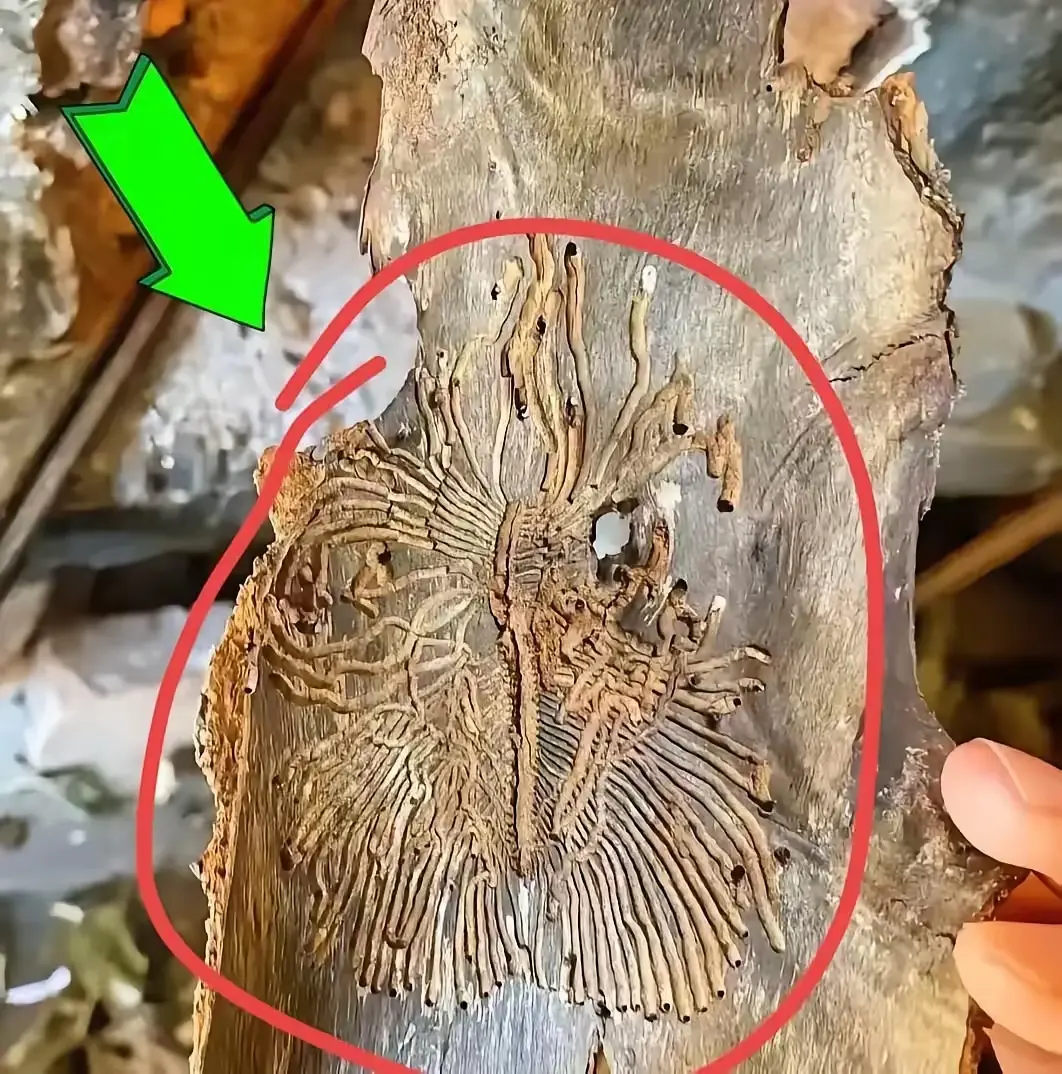 农村朋友家里，看到的，准备烧火用，是不是可惜，好像是化石