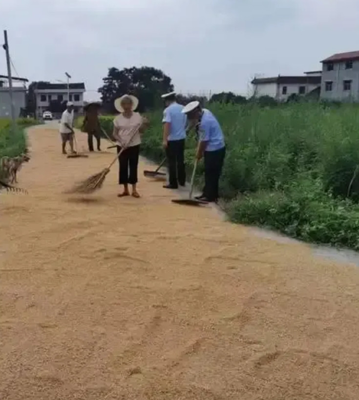 河南，一女子将小麦晾晒在大马路上，被一辆铲车碾压了。女子见小麦被毁，立即拍照取证