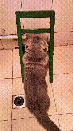 注意看！这只叫腿宝的蓝猫，简直乖得不像样！洗澡前自己吭哧吭哧爬上小板凳，主人问啥