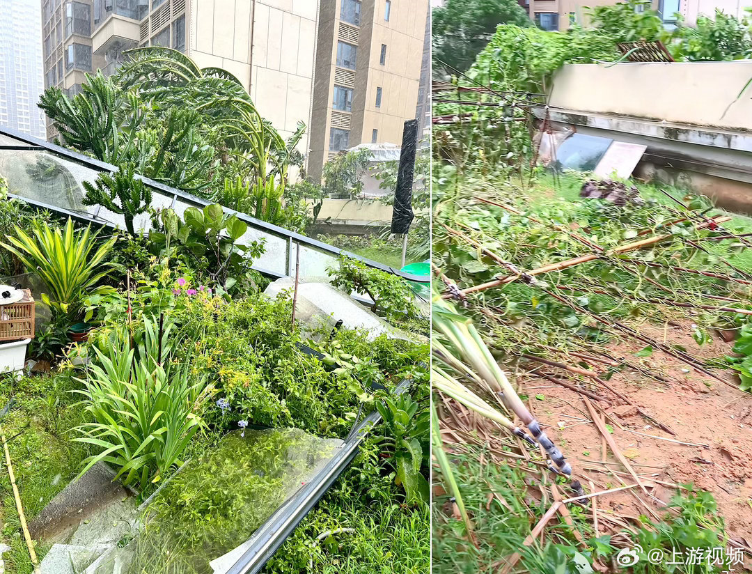 #台风红霞登陆居民花园顶棚被揭#【台风“红霞”登陆：不锈钢栏杆被吹弯、花园顶棚被