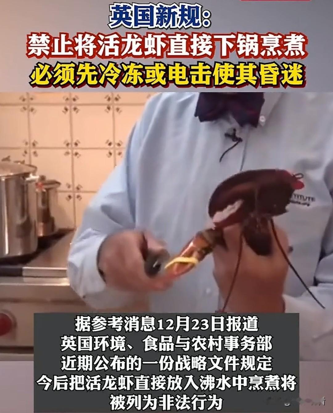 英国活煮龙虾违法！烹饪前必须先"人道处理"活煮龙虾居然要犯法了？英国这波新