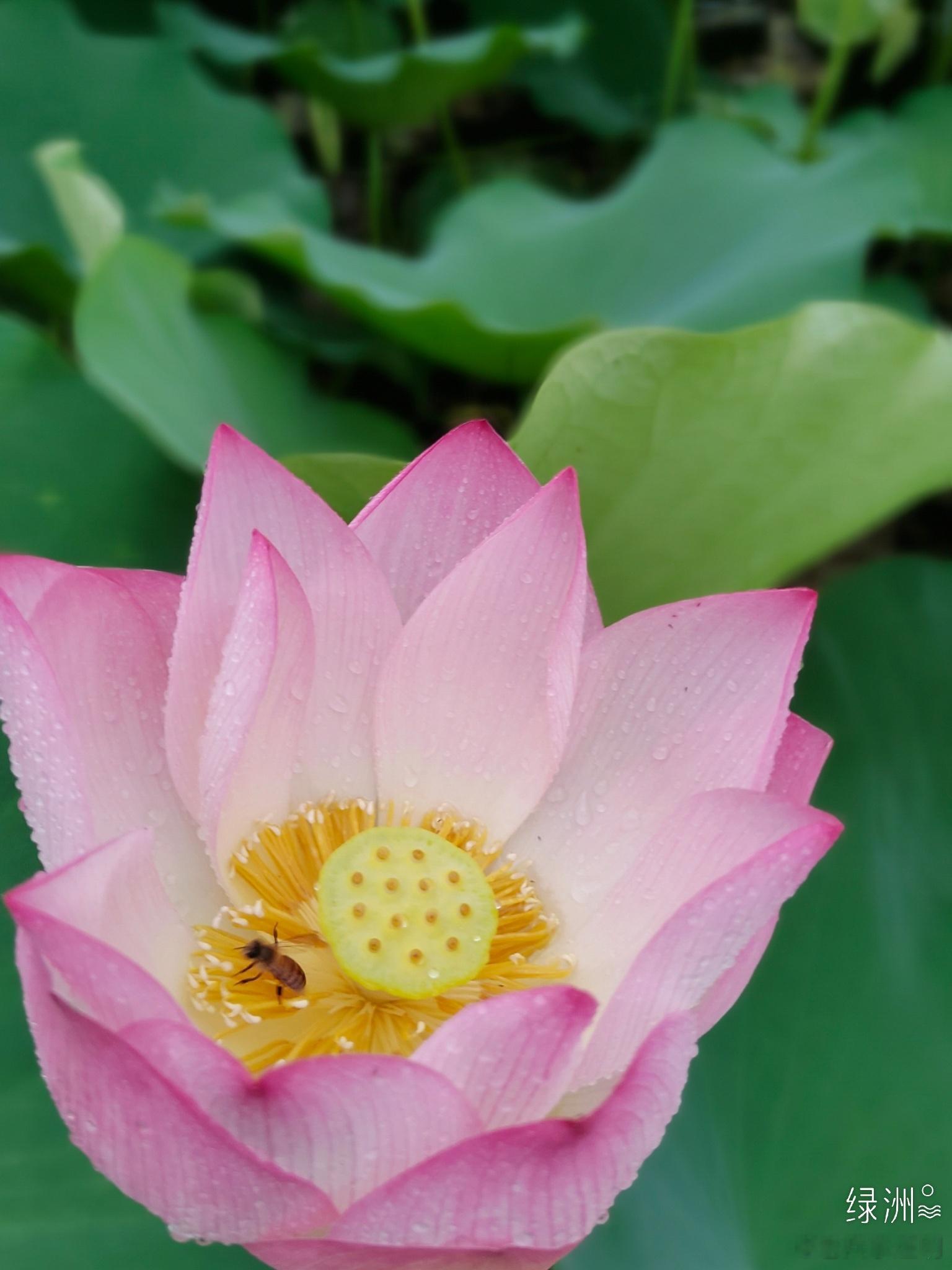 来一组高清荷花图出淤泥而不染，濯清涟而不妖。夏日荷花​​​