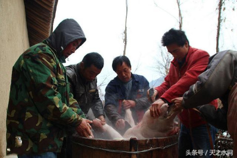 重要习俗之一,农民自家养猪,到了年末岁尾挑几头最好的杀掉,杀猪当天