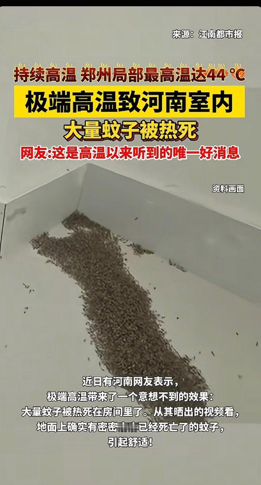 你看，天热也不是完全没好处。蚊子都热死了​​​
