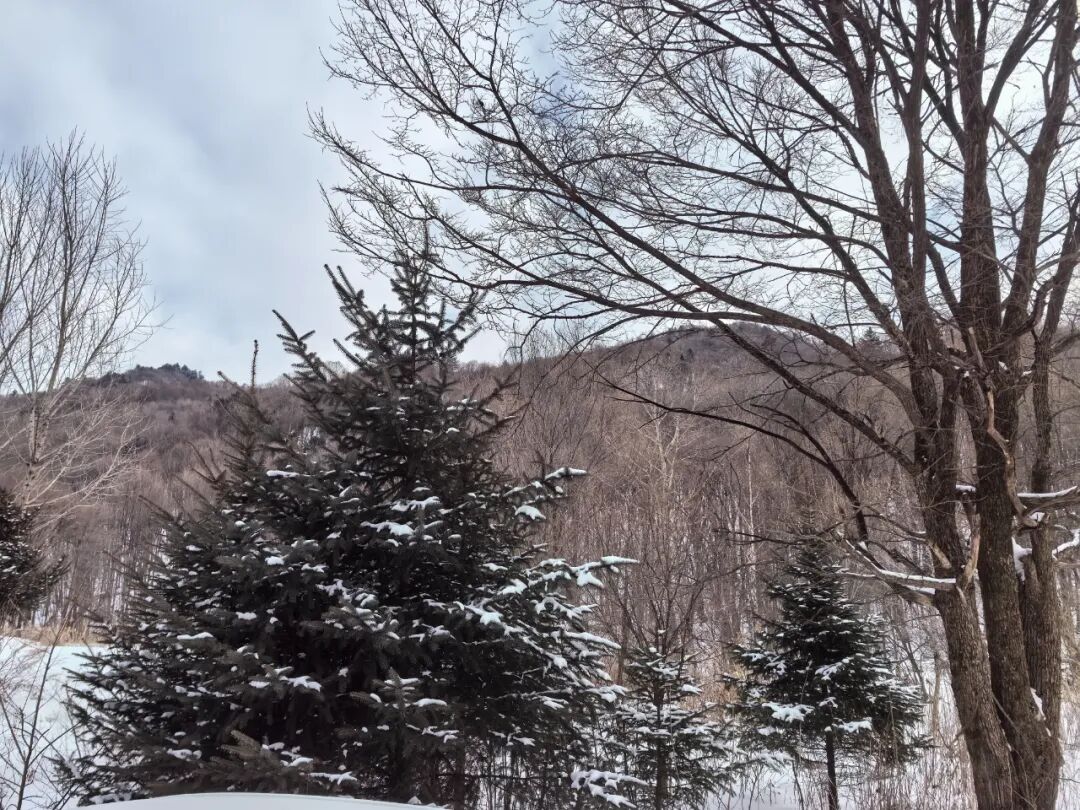 蘅东光申购分析, 东光破晓出