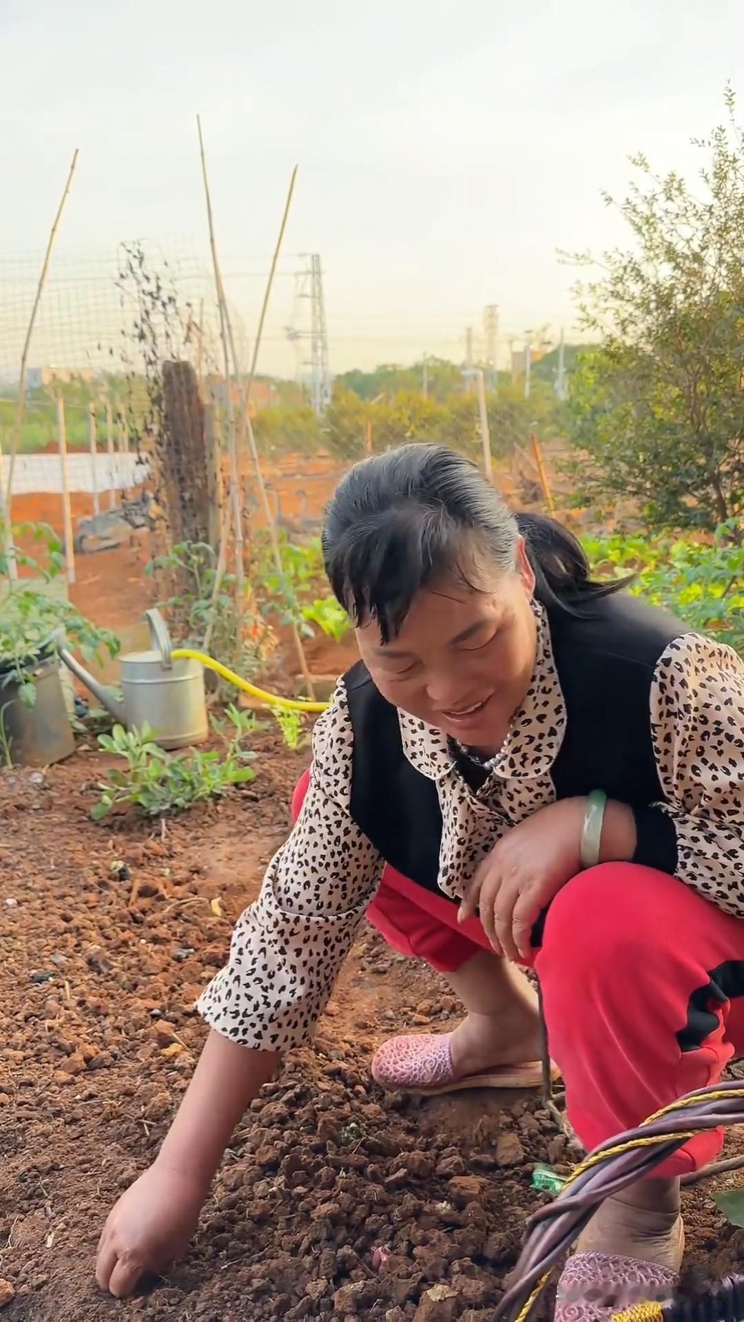 11月13日，全红婵爸爸全文茂更新视频，并配文：“又种下一行小葱。”视频中只