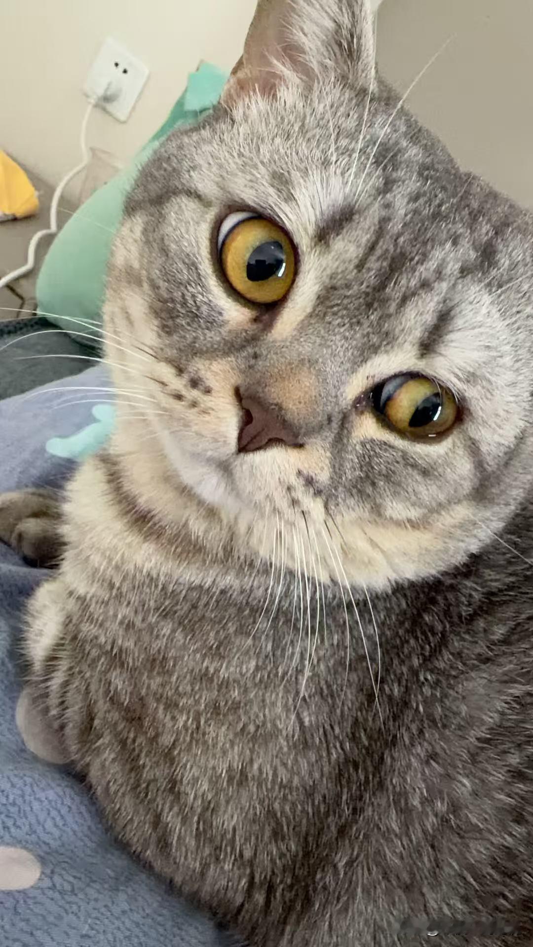 为什么我们会那么喜欢宠物？因为和它们在一起待久了，你会发现，它们的世界真的好干