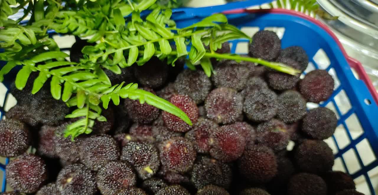 赶在黄梅第一场雨来临之前，到慈溪杨梅第一镇买杨梅。在山上遇到了一对老夫妻刚刚采摘