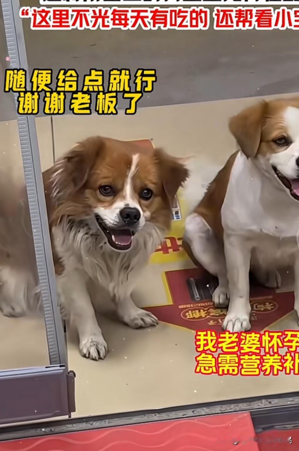流浪的狗爸爸狗妈妈一起带着狗宝贝乞讨，最后选择了它们认为可以把狗宝宝托付的店，把