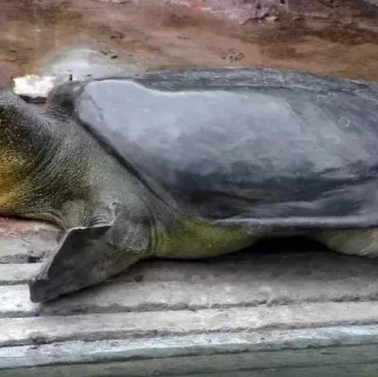 全球只剩2只了！还全都是公的，“中国神兽”该如何进行有效繁殖？这话听着像科幻片