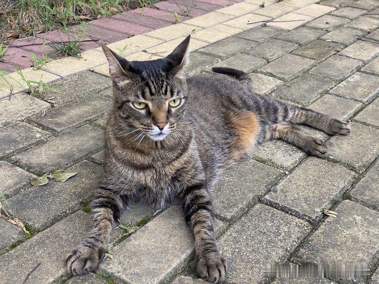 分享一下你家猫咪躺的照片今天36度高温，狸花猫热傻了，猫咪穿着毛衣，最怕热，我给