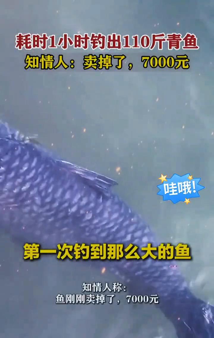 耗时1小时钓出110斤青鱼。知情人：卖掉了，7000元。广西柳州。11月26