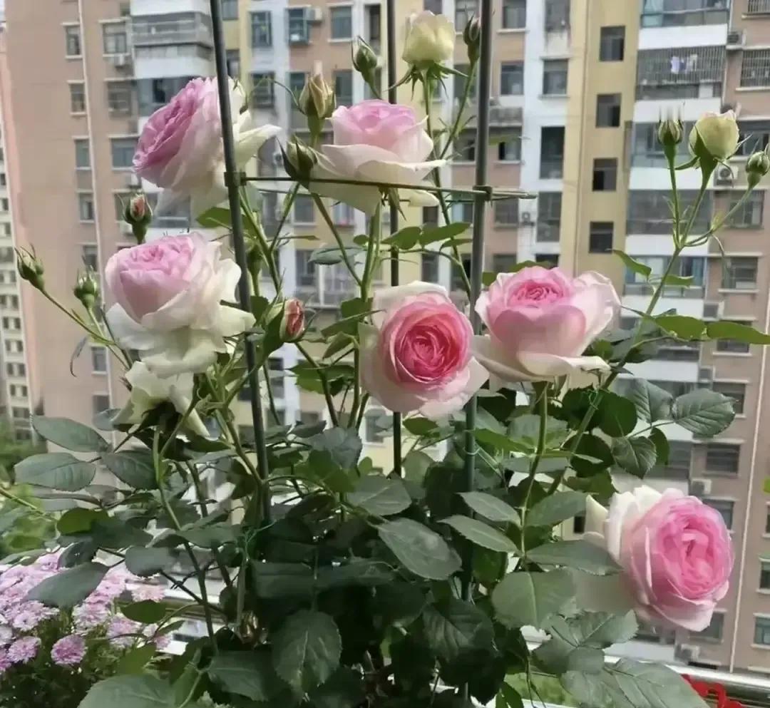 弟媳妇想拿婆婆攒下的25万去换学区房，婆婆一句不借，饭桌当场炸锅。儿媳急眼：你