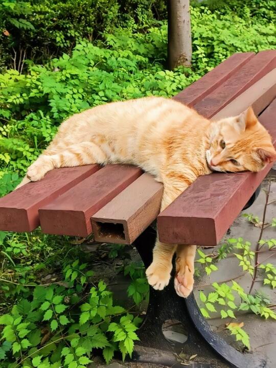 猫咪能有什么心事呢