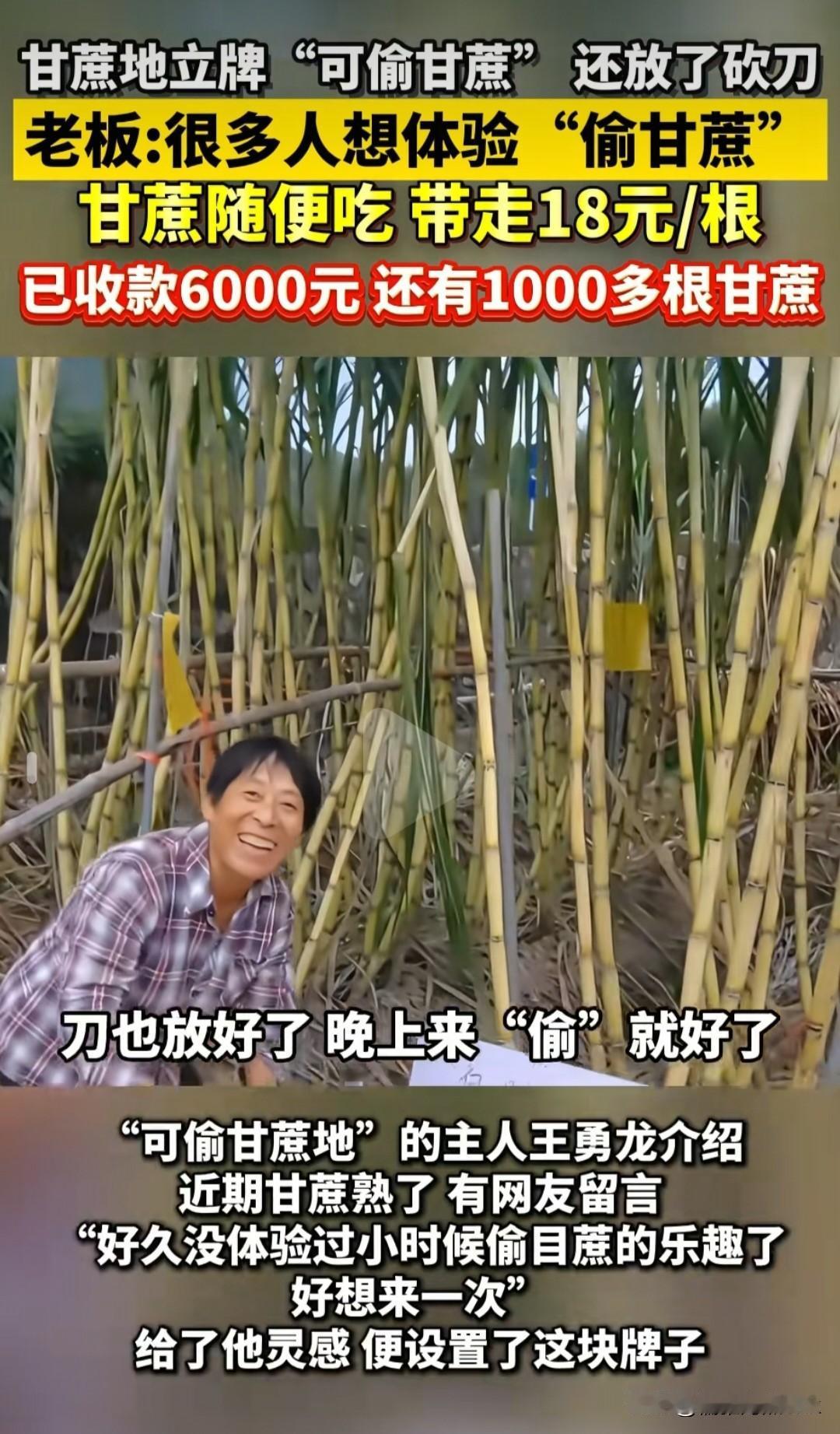 浙江一“可偷甘蔗地”成打卡点,网友连夜赶来“偷”,现场留有二维码和工具刀,只能晚