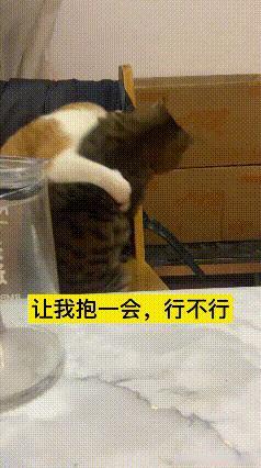 看完这段猫咪互动的视频，感觉特别有生活趣味。主动的橘猫一心想凑上去亲昵一番，可另