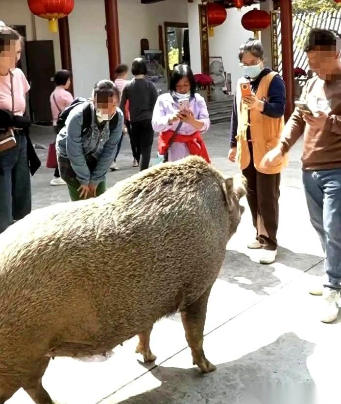 我跟你讲，这事儿绝了。一头300斤的野猪，就那么大剌剌地躺在观音庙里晒太阳。