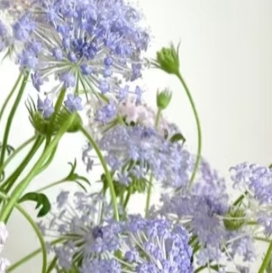 0000翠珠花种植1.土壤选择：推荐疏松透气的微酸性土壤，可按泥炭土、珍珠岩、