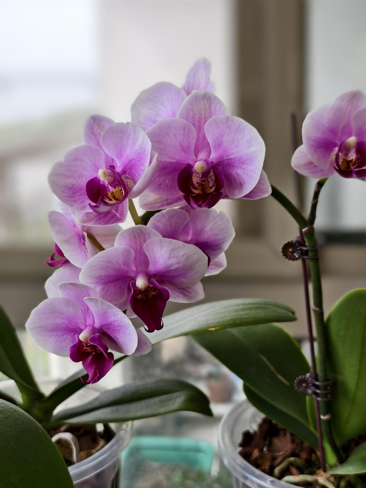 蝴蝶兰的认知误区是：很多人认为这个超高难度不好养，买回家都是一次性观赏。当你真正