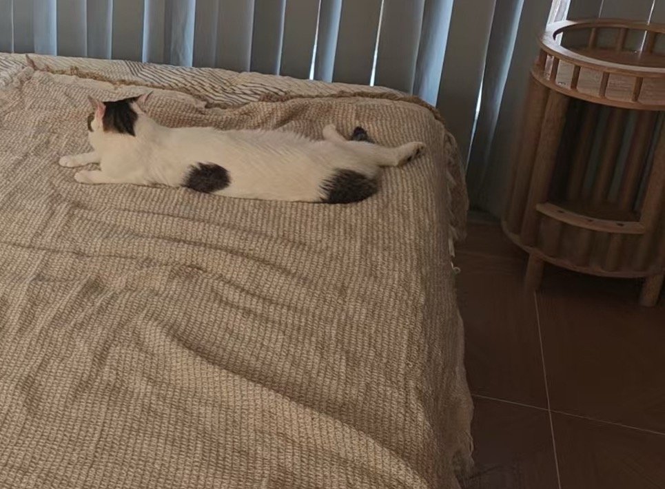 我的花园我的猫我的四块小蛋糕～和他们的妈咪蛋妞。