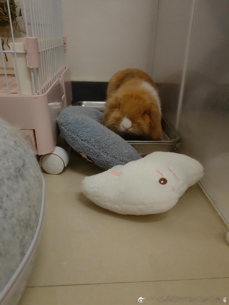 14999🐇【小兔伴班】来上班了，把兔又带着一起上班了兔老板依旧喜欢它