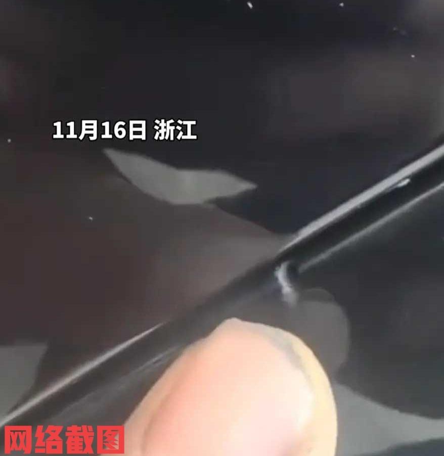 浙江有男子在树下停车。当男子准备开车离开时，却发现车身上有出现一些小洞，男子