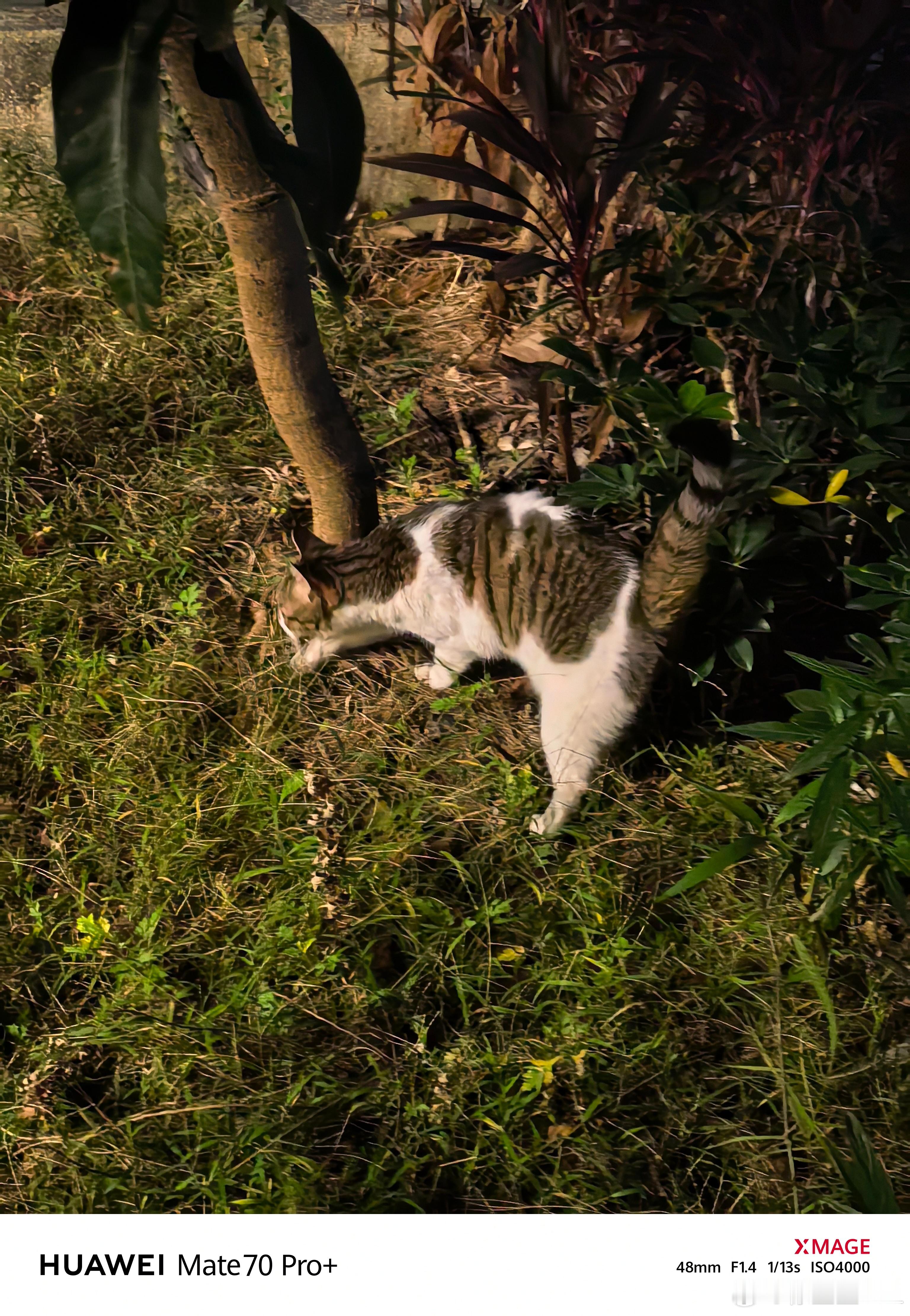 我说我的猫能溜，你们还不信。