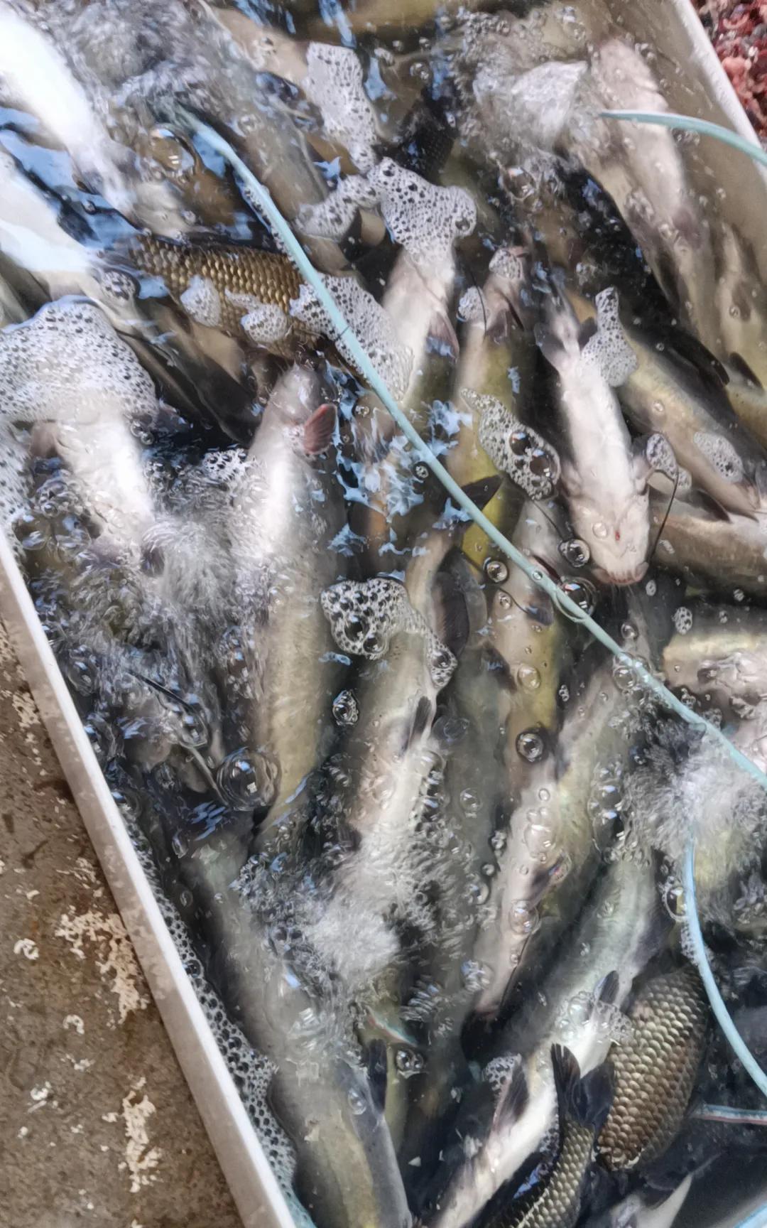 如果孩子在学校老是被同学欺负，已经不想上学，但是老师和学校却不管应该怎么办朋友