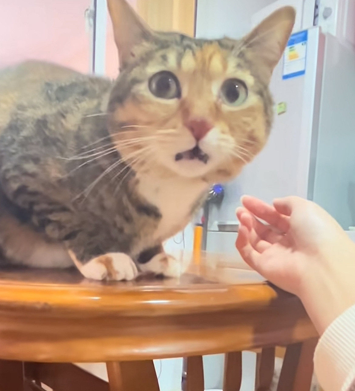 主人去猫咖回家后猫咪就这样了猫：怎么有别的猫味，你是不是在外面已经有猫了