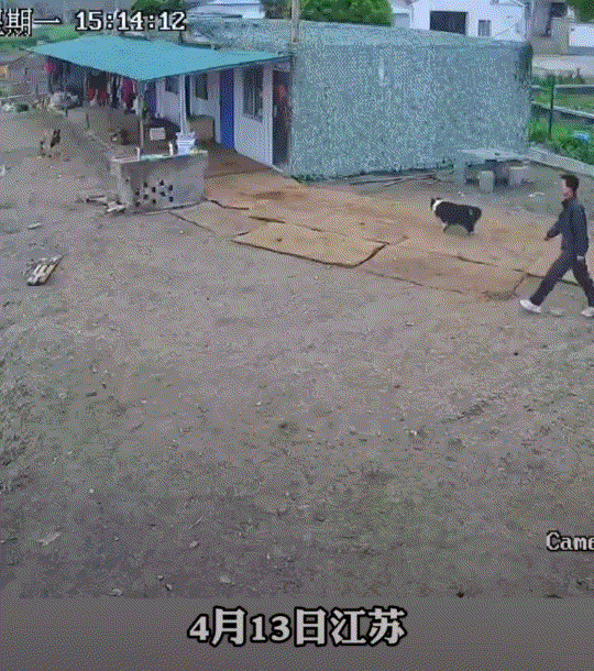 反应太绝了！江苏苏州，一男子到亲戚农场家串门，不料刚进院子，就被主人家院内马犬扑