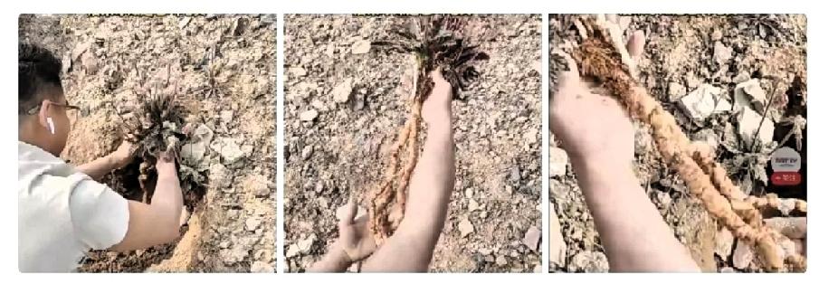 真是活久见！4月1号那天，重庆有个男的本想上山弄点蒲公英、荠菜回来尝鲜，结果一