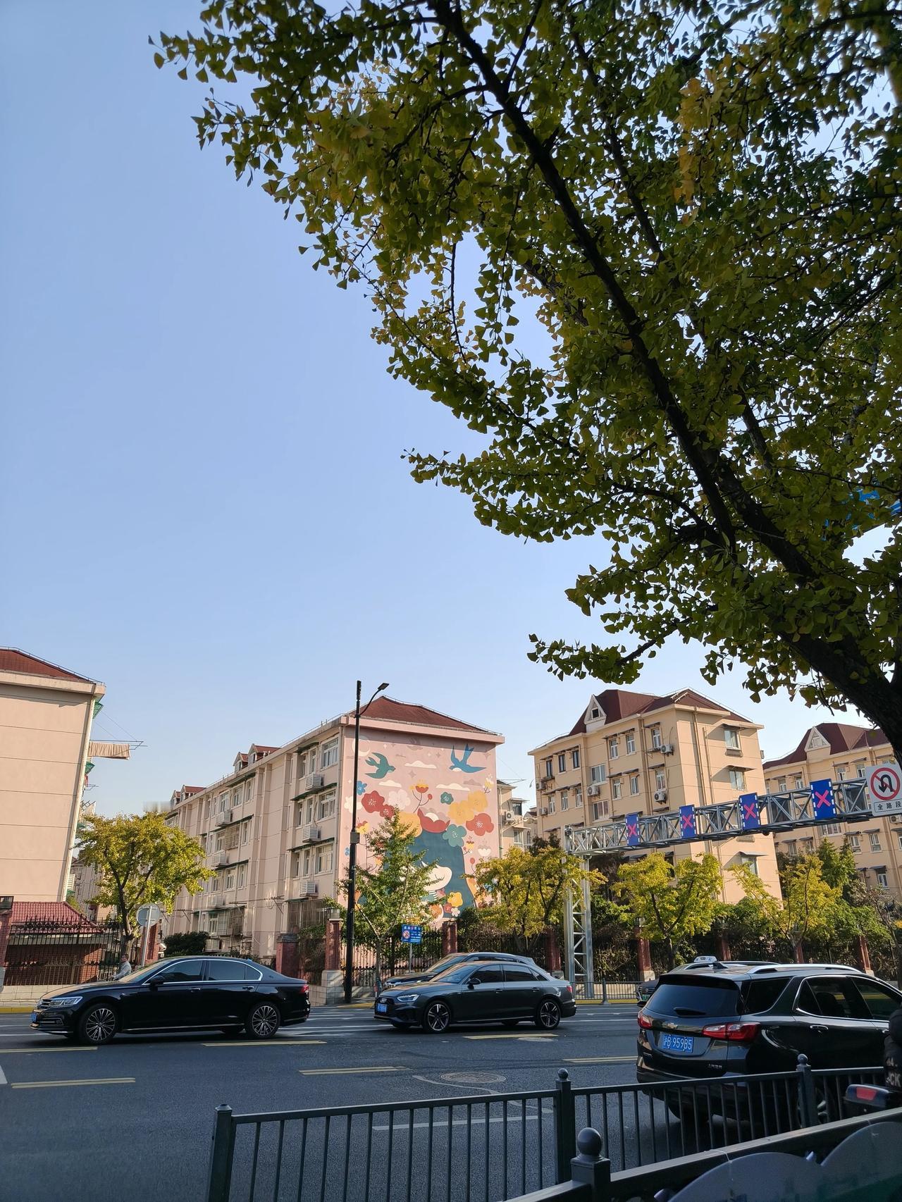 冬日午间散步随手拍实景图分享！银杏树叶子还没黄透呢！