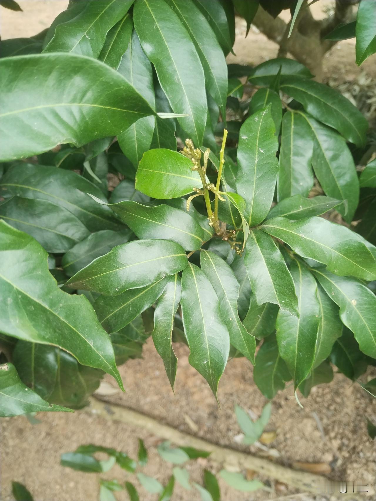 荔枝花芽分化关键期：给萌动新芽"减负"经22-24日的低温沉淀后，荔枝早中熟