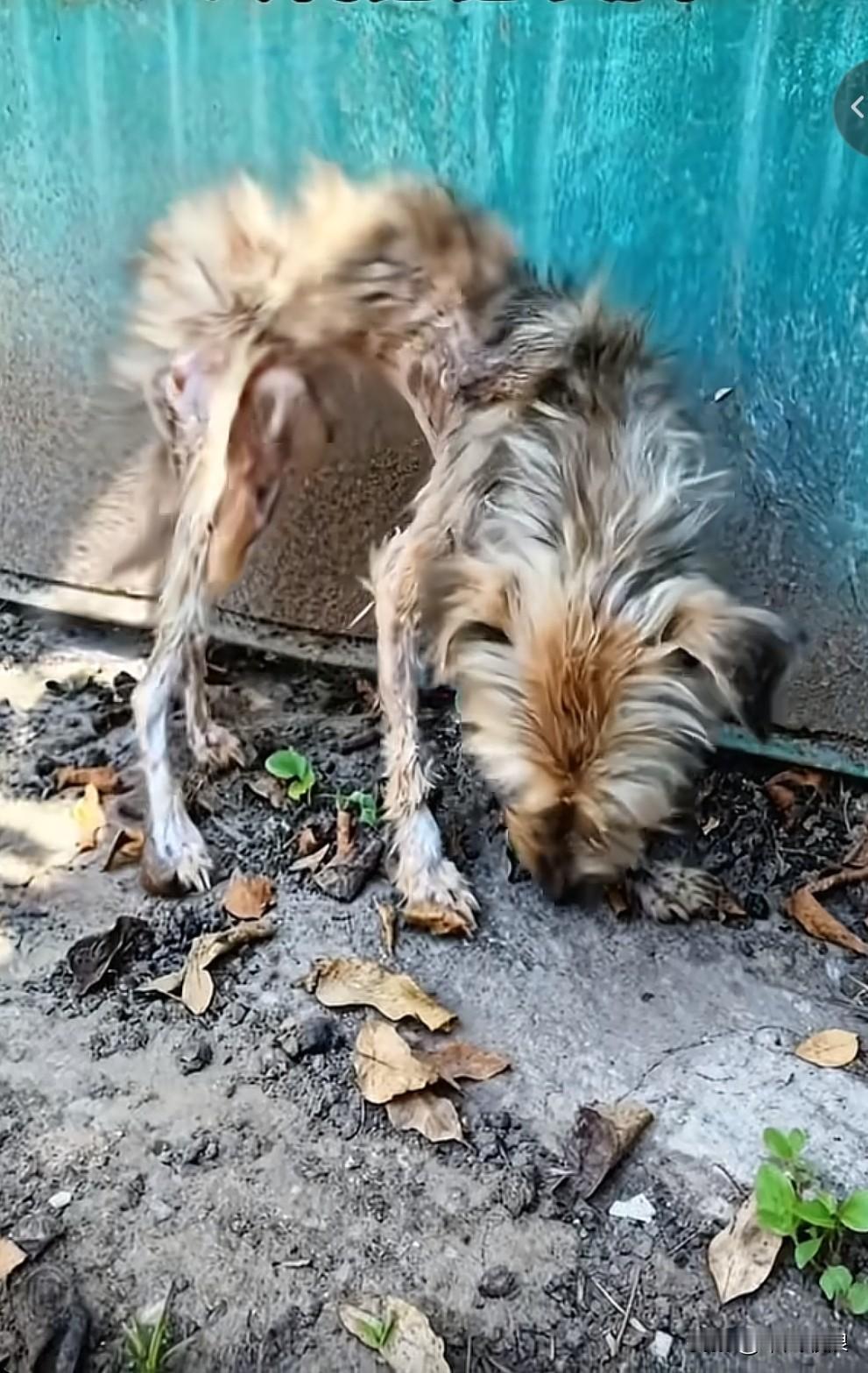 不知是哪家的狗，被弃养一年后竟成了这般模样。只剩皮包骨头，蜷缩在墙根下冻得直哆嗦